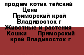 продам котик тайский › Цена ­ 2 500 - Приморский край, Владивосток г. Животные и растения » Кошки   . Приморский край,Владивосток г.